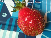 Марышка. Ее нетипично раздуло от дождей - но сахар на высоте! Очень сладкая.