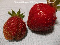 Черный Принц. Тоже ягода припухла от излишней влаги, но сладость держит уверенно!