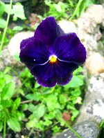 IMG_3282.JPG