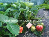 Сорт Кэбот.