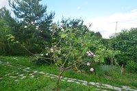 DSC_0450111222.jpg
