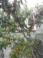 IMG_20170706_155143.jpg