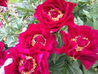 IMG_6786.JPG