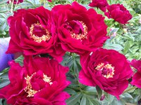 IMG_6787.JPG