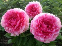 IMG_20130611_000251.jpg