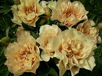 IMG_20130611_000429.jpg