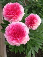 IMG_20130611_111850.jpg