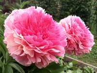 IMG_20130611_112020.jpg