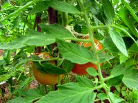 IMG_3411.JPG