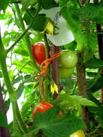 IMG_3412.JPG