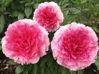 IMG_20130611_112220.jpg