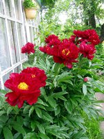 IMG_3380.JPG