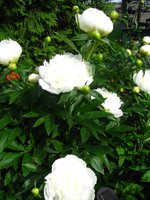 IMG_3383.JPG