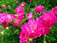 IMG_3385.JPG