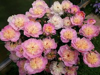 IMG_20130611_124554.jpg