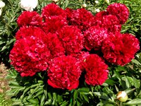 IMG_20130611_131838.jpg
