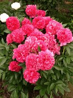 IMG_20130611_132002.jpg
