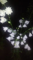 IMG_20170710_222934.jpg