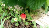 IMG_20170704_134614.jpg