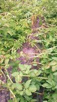 IMG_20170710_202945.jpg