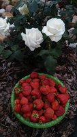 20170707_201115.jpg