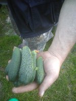 IMG_20170711_204134.jpg