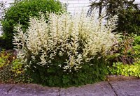 51. Aruncus aethusifolius 87<br />примерно 60 руб.