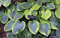 52.Hosta Alvatine Taylor <br />0,52 евро, примерно 38 руб.<br />50 шт