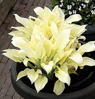 53.Hosta White Feather ® 1.09<br />примерно 78 руб