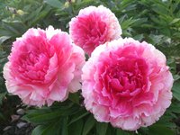 IMG_20130611_215258.jpg