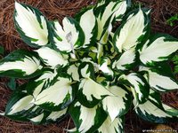 54.Hosta Loyalist 2,23<br /><br />Белла---2 шт