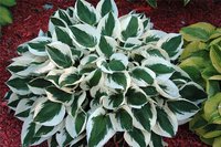 56.Hosta Patriot 0.78<br />примерно 56 руб<br /><br />gev09<br />gev09<br />gev09<br />ната41<br />ната41<br />ната41
