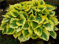 57.Hosta Liberty 2.23 <br />Blue/Green Gold VL (гигант)<br />примерно 160 руб<br /><br />ната41