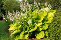 58.Hosta Sum and Substance<br />0.89 Yellow XL<br />примерно 64 руб.<br /><br />Белла---3 шт