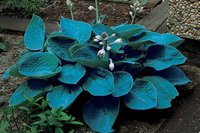59.Hosta Bressingham Blue <br />0,57 евро/примерно 42 руб.<br />50 шт<br /><br />ЕЛЕНА М 76---2 шт