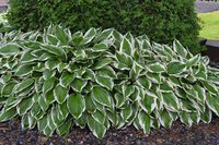 60.Hosta Undulata <br />Albomarginata 0.36<br />примерно 26 руб<br /><br />ната41<br />ната41<br />ната41