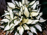61.Hosta Fire and Ice	<br />1,69 евро<br />примерно 124 руб<br />50 шт