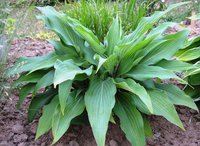62.Hosta Red October 0.89<br />примерно 64 руб<br /><br />Белла---3 шт