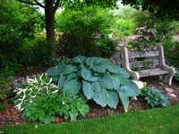 66.Hosta Blue Angel 0.89<br />примерно 64 руб<br /><br />Белла---3 шт