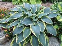 69.Hosta First Frost 0.69<br />примерно 48 рублей<br /><br />ната41<br />ната41