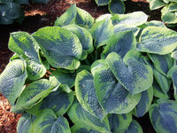 71.Hosta Tokudama<br /> Flavocircinalis 0.89 <br />примерно 64 руб.<br /><br />Белла---3 шт<br />ЕЛЕНА М 76