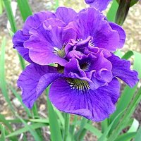 79.Iris Sibirica <br />Concord Crush0,89<br />примерно 39 руб.<br />50 шт
