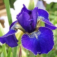 80.Iris Sibirica <br />Golden Edge 0,50<br />примерно 36 руб.<br />50 шт