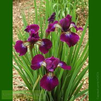 81.Iris Sibirica Hubbard 0,50<br />примерно 36 руб.<br />50 шт.