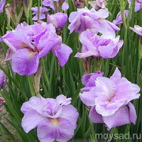 82.Iris Sibirica <br />Imperial Opal 0,89<br />примерно 64 руб.<br />50 шт