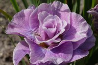 87.Iris Sibirica <br />Pink Parfait I	0,91 евро<br />примерно 66 руб.<br />50 шт