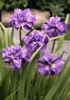 87.Iris Sibirica Pink Parfait I	<br />0,91 евро, <br />примерно 66 руб. <br />50 шт