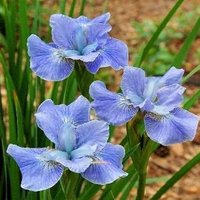 91.Iris Sibirica <br />Dear Delight 0.50<br />примерно 36 руб.
