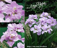 92.Iris Sibirica <br />Kita-No-Seiza 0.89 <br />примерно 64 руб.