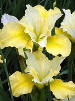 95.Iris Sibirica Summer <br />Revels 0.89<br />примерно 64 руб.